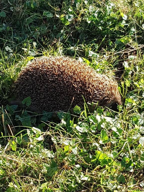 Atelier « Sur la piste des mammifères » - Bonjour Fun