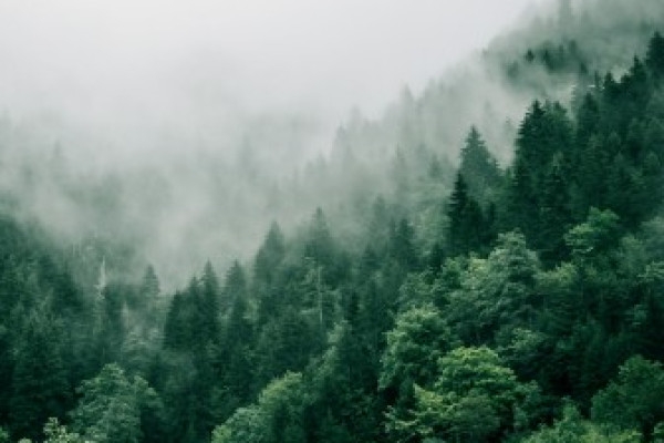 Bain de forêt - Bonjour Fun