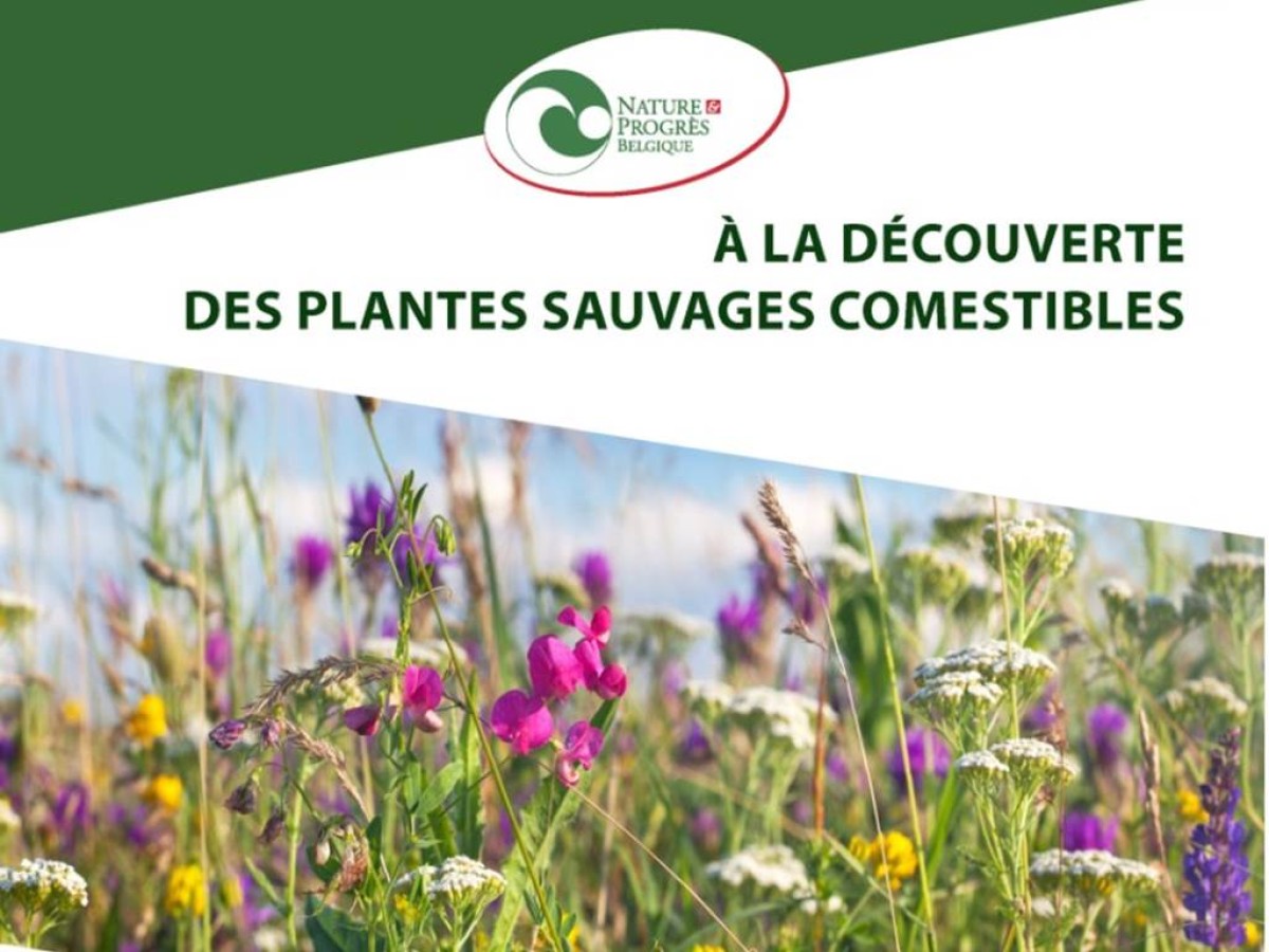 Balade à la découverte des plantes sauvages comestibles - Nature et Progrès - Bonjour Fun