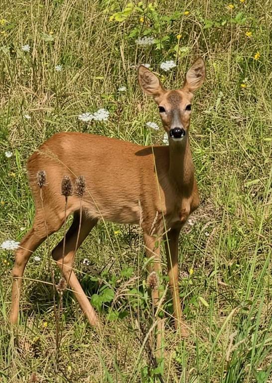 Balade biodiversité au verger - Bonjour Fun