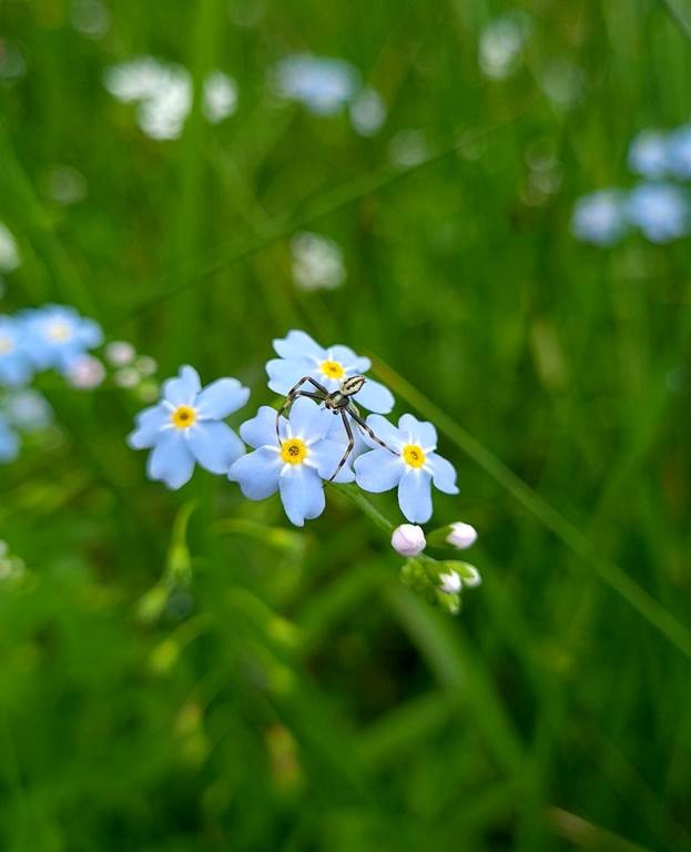 Balade biodiversité au verger - Bonjour Fun