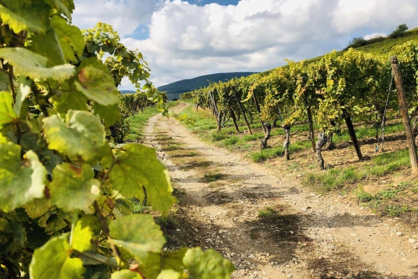 Balade dans le Schlossberg et dégustation de vins de terroirs - Bonjour Fun