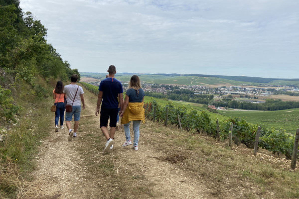 Balade dans le Vignoble et dégustation des vins - Bonjour Fun