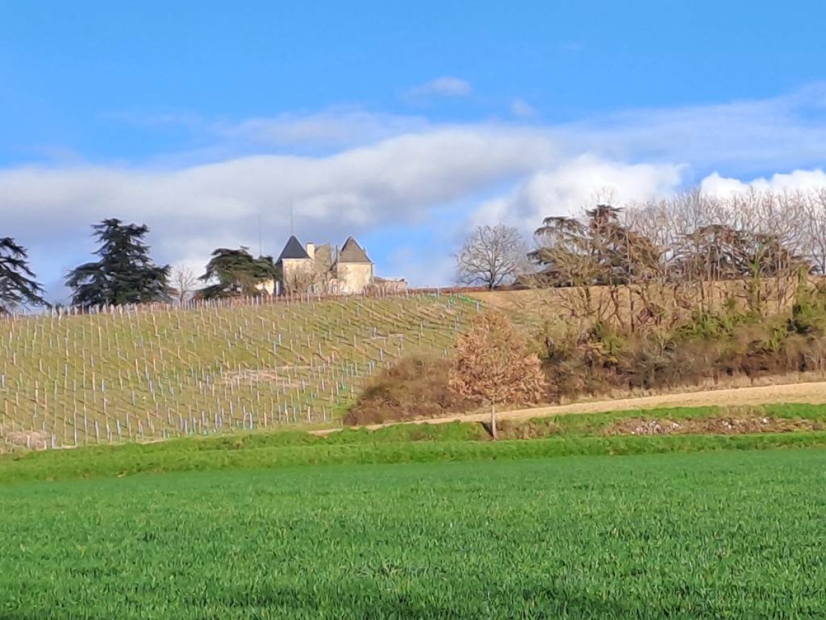 Balade dans les vignes de Château de Salles - Bonjour Fun