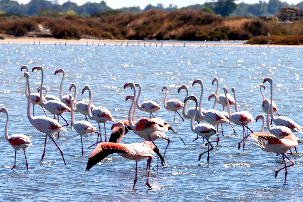 Balade en liberté en vélo électrique au coeur des SALINS d'Aigues-Mortes - Bonjour Fun