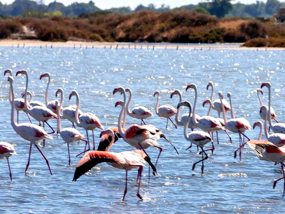 Balade en liberté en vélo électrique au coeur des SALINS d'Aigues-Mortes - Bonjour Fun