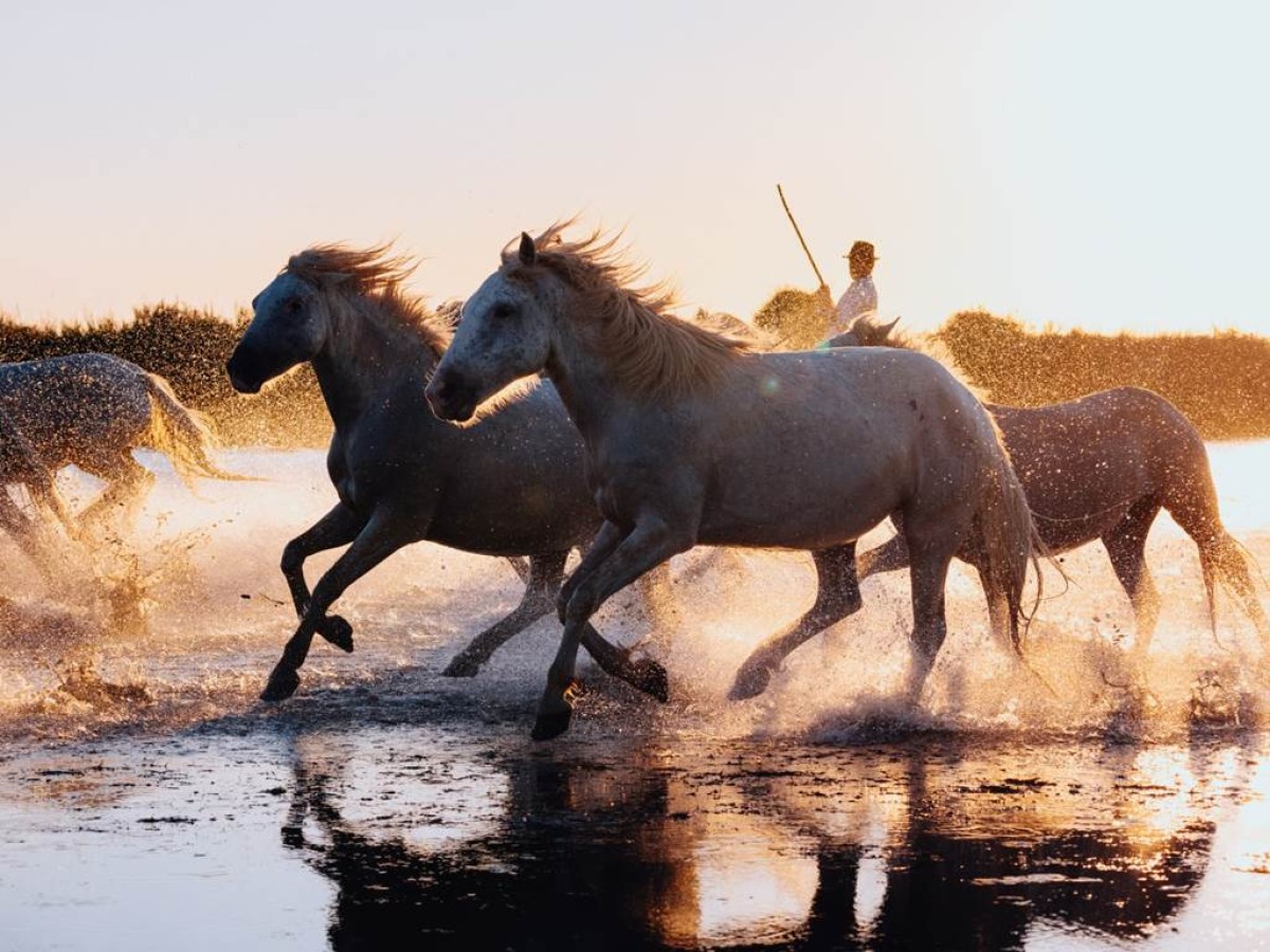 Balade en Petite Camargue : la découverte des trésors de la Camargue Gardoise en vélo électrique - Bonjour Fun
