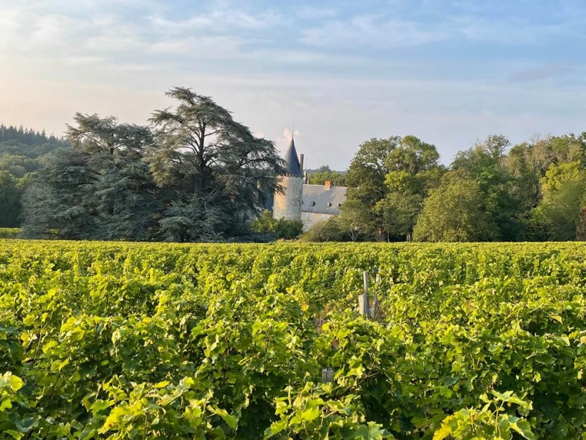 Balade Privée - Au Cœur des Vignes - Bonjour Fun