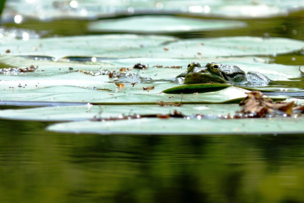 Balades naturalistes de l'étang des nénuphars - Bonjour Fun