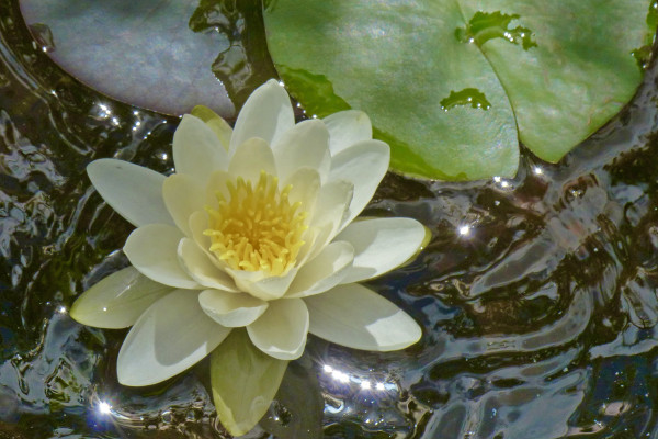Balades naturalistes de l'étang des nénuphars - Bonjour Fun