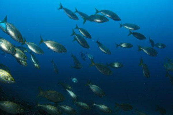 Baptême de plongée au Dramont - Saint Raphaël - PROMO - Bonjour Fun