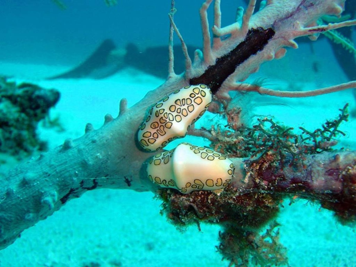 Baptême de plongée - Bonjour Fun