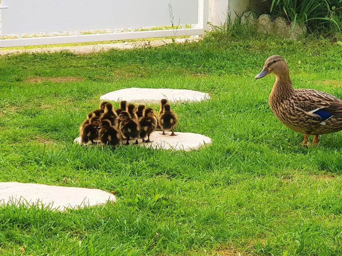 Beau Rivage - Bonjour Fun