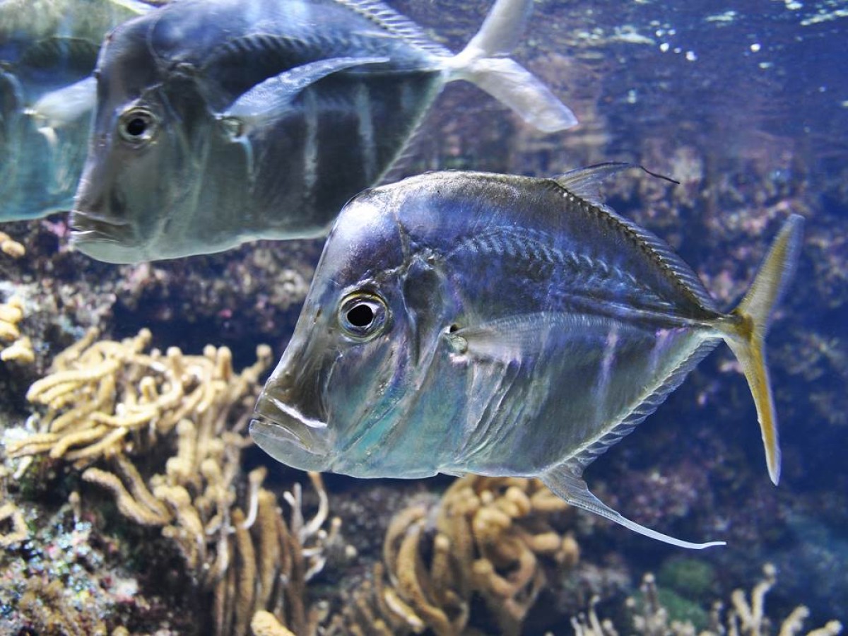 Billet d'entrée Aquarium La Rochelle - Bonjour Fun