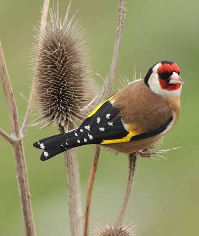 Biodiversité & Pause Gourmande - Bonjour Fun