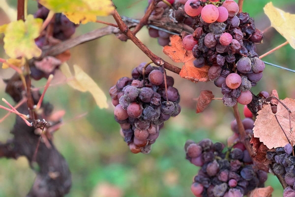 Caves de Noël - Les Secrets des Vendanges Tardives - Bonjour Fun