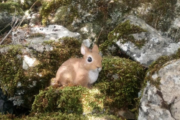 Combiné chasse au trésor grotte et forêt - Bonjour Fun