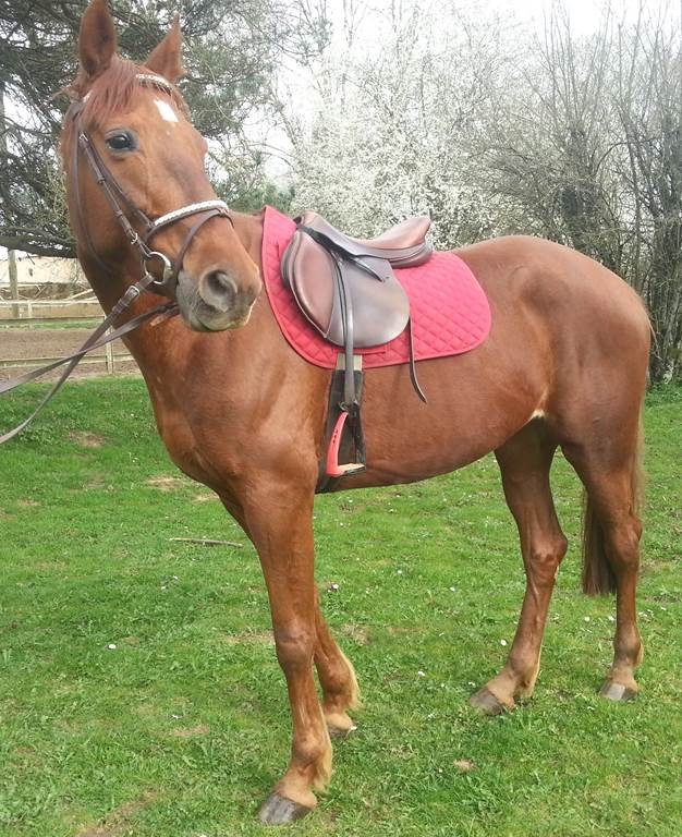 Contrat Membres club SCHOOL PONEY - Bonjour Fun