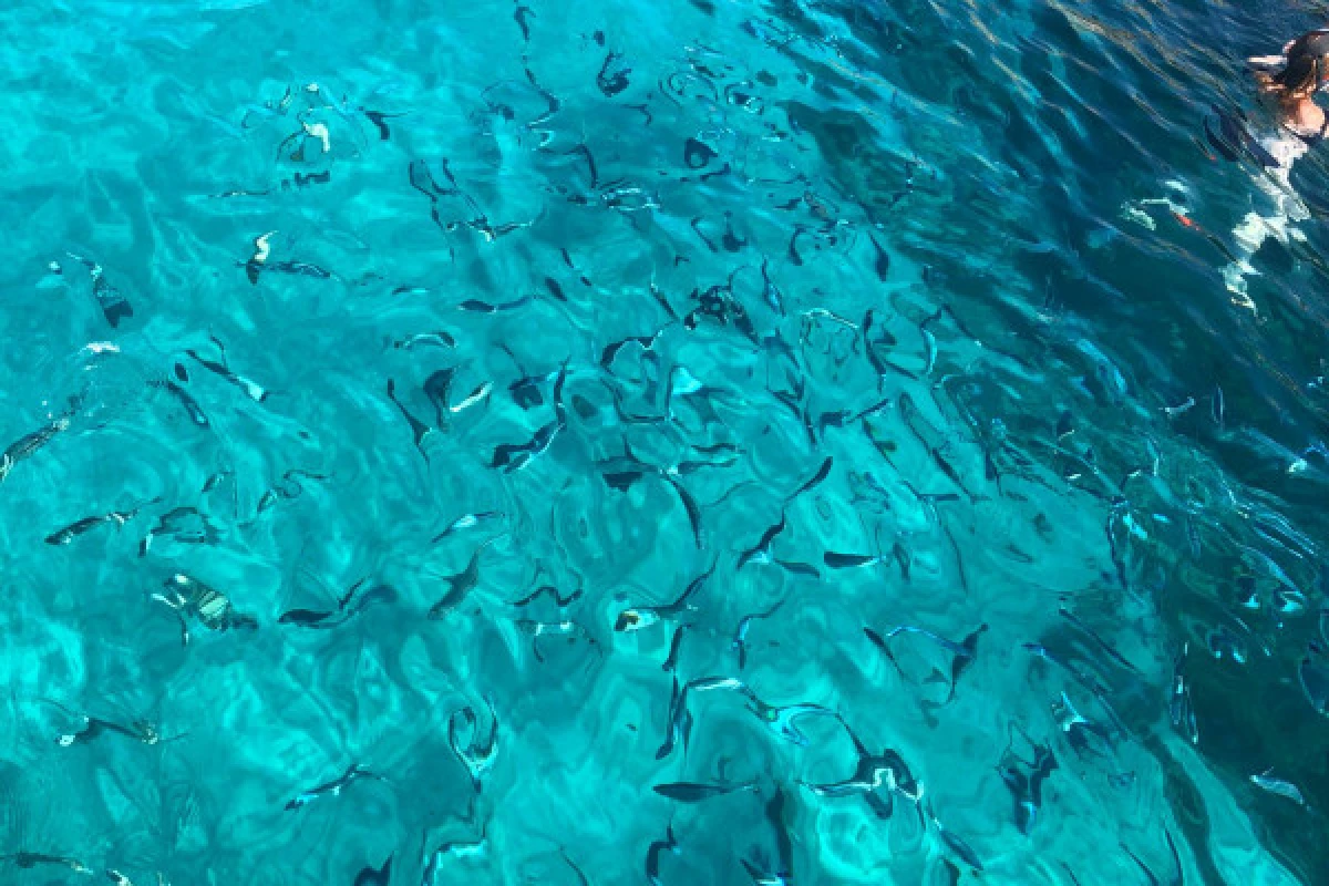 Croisière dans le Parc National des Calanques en journée - Vieux-Port Mairie - Bonjour Fun