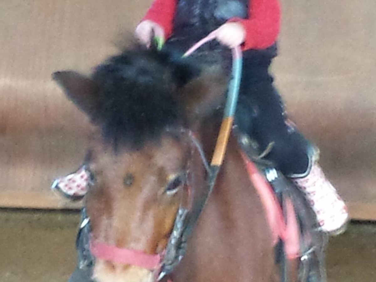 découverte poney INITIATION  en famille (30m) parcours connu - Bonjour Fun