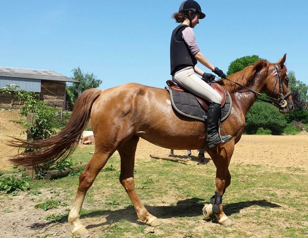 découverte poney INITIATION  en famille (30m) parcours connu - Bonjour Fun
