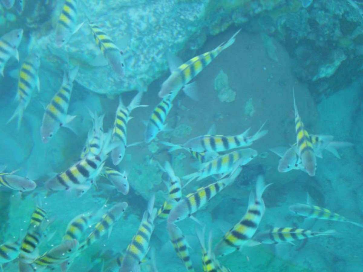 Découverte Sous-Marine : Snorkeling près des Îlets Pigeon - Bonjour Fun
