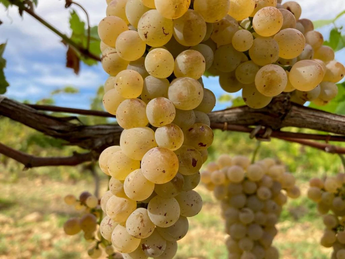 Dégustation & visite : Nos Blancs de Viognier - Bonjour Fun