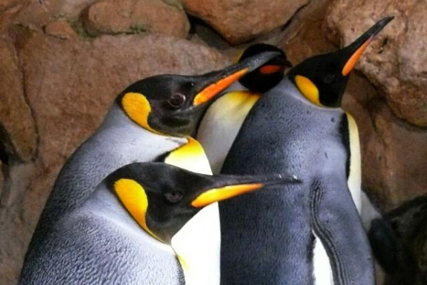 Entrée Marineland Antibes - Prix PROMO - Bonjour Fun