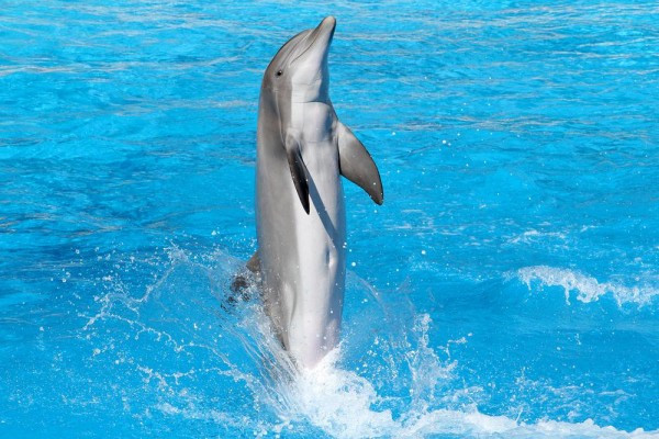 Entrée Marineland + Aquasplash - PROMO - Bonjour Fun