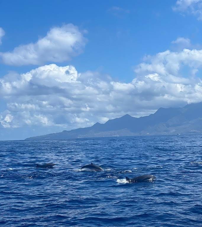 Excursion dauphin Nord de la Martinique - Enfant moins de 12 ans - Bonjour Fun