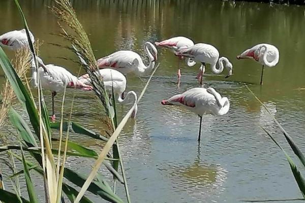Excursion en Camargue - Journée Flamants roses, Vin et Aigues-Mortes - Bonjour Fun