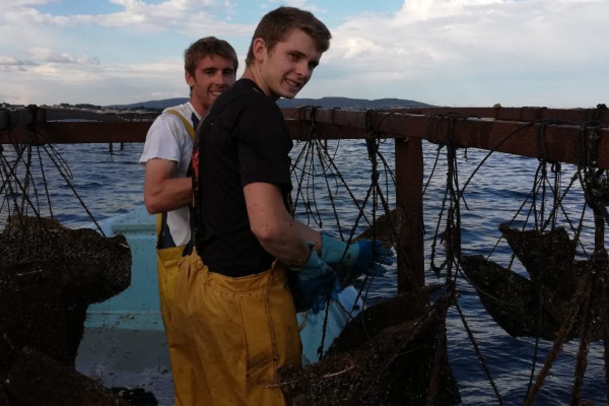 Excursion Picpoul de Pinet - Demi Journée Huîtres et Vins - Bonjour Fun