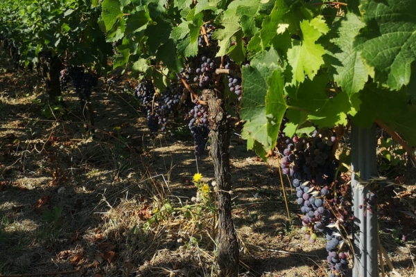 Excursion Saint-Émilion : vins et village médiéval - Bonjour Fun