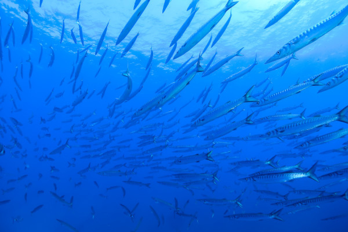 Formation PE 12 - Bonjour Fun