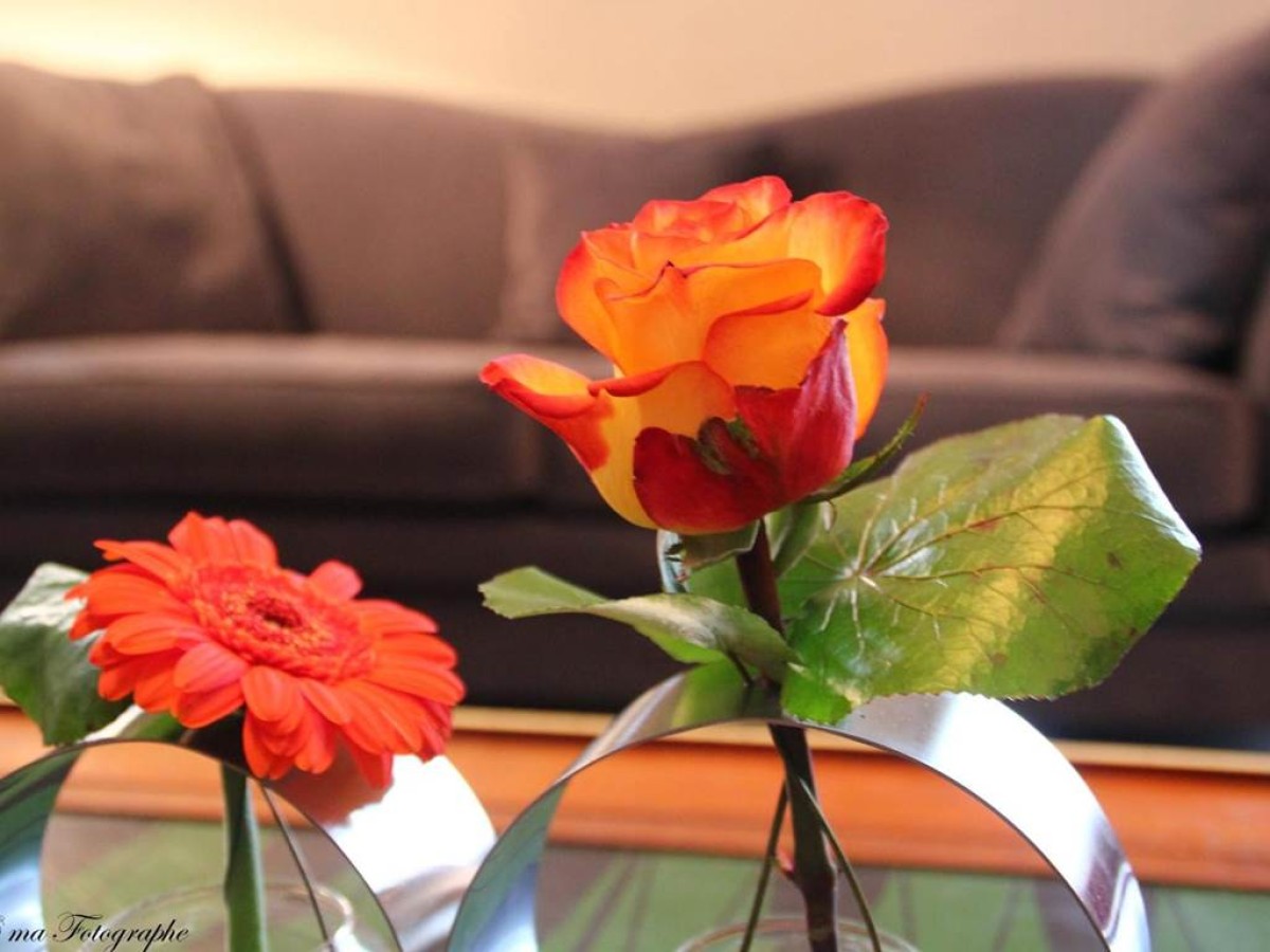 Hôtel Majestic - Bonjour Fun