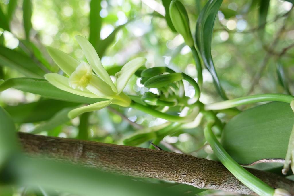karukera Vanilline - Bonjour Fun
