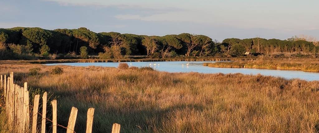 La Camargue secrète : Balade guidée en vélo électrique - Bonjour Fun