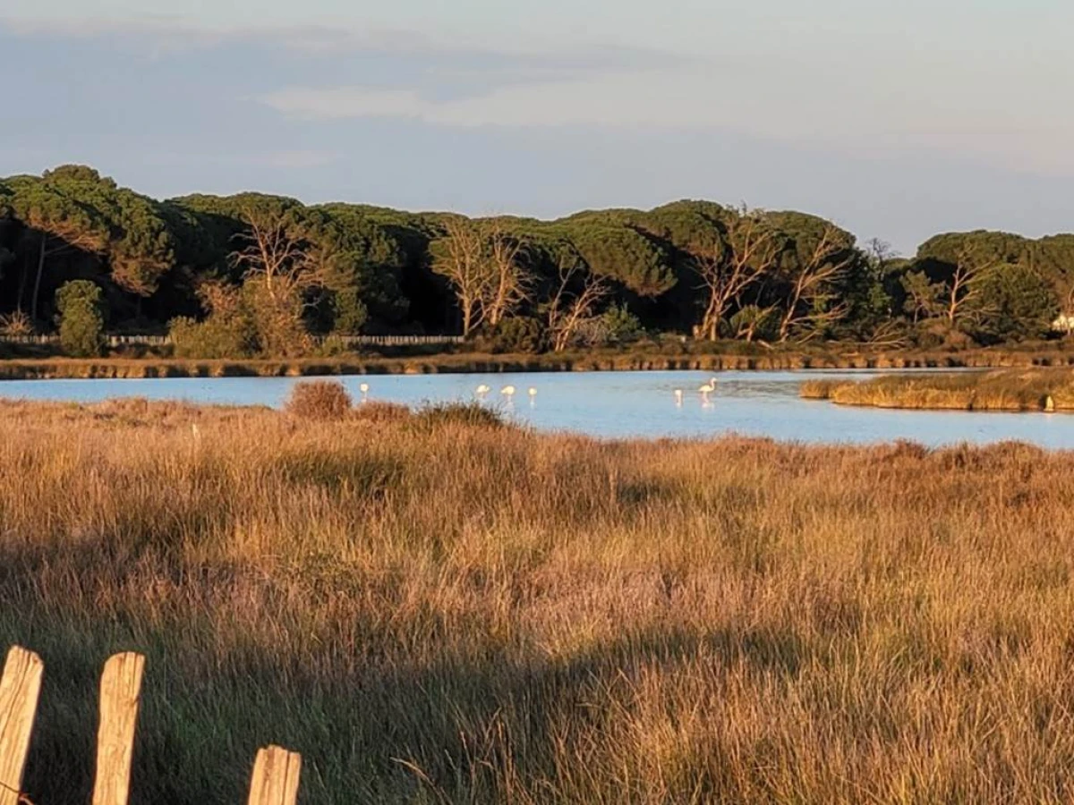 La Camargue secrète : Balade guidée en vélo électrique - Bonjour Fun