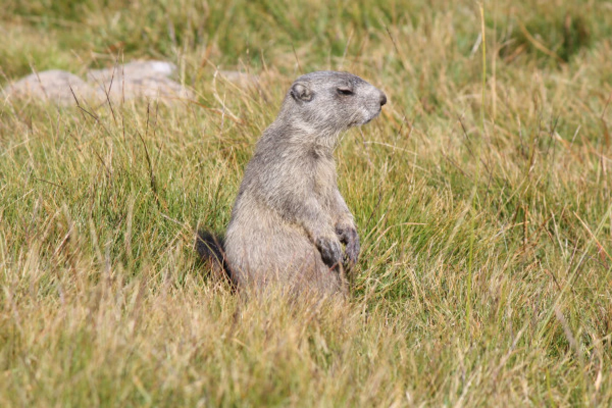 La Vie des marmottes dans le Mercantour - Bonjour Fun