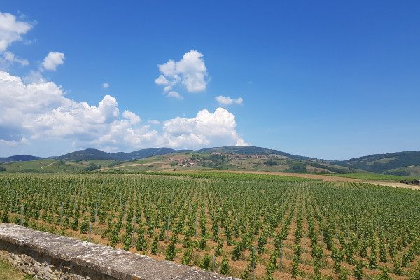 LA VOIE DU TACOT - Bonjour Fun