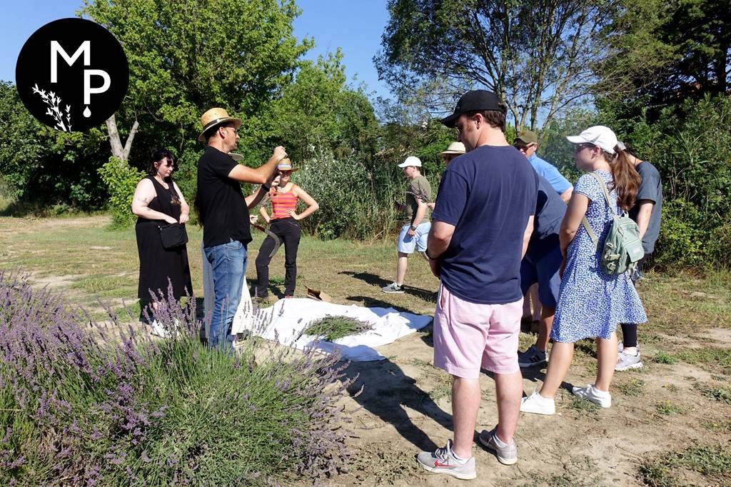 Lavender and other fragrant plants guided tour (ENGLISH & FRENCH  TOUR  + audioguides ESP/ITA/PORT/GER) (2) - Bonjour Fun