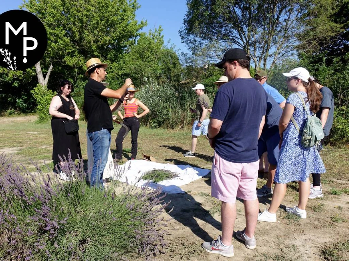 Lavender and other fragrant plants guided tour (ENGLISH TOUR) - Bonjour Fun
