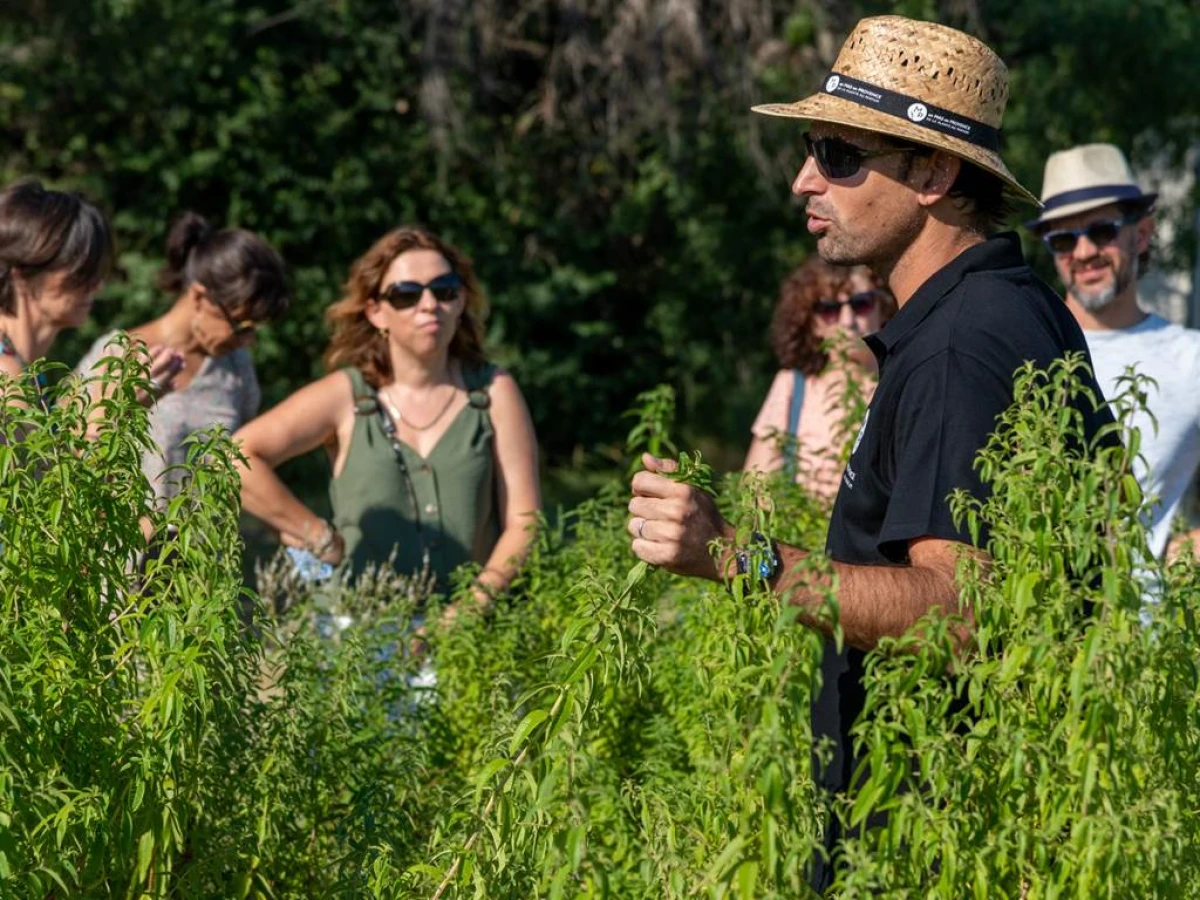 Lavender and other fragrant plants guided tour (ENGLISH TOUR) - Bonjour Fun