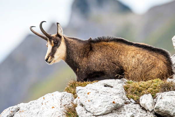 Le champion de nos montagnes, Chamois ! - Bonjour Fun