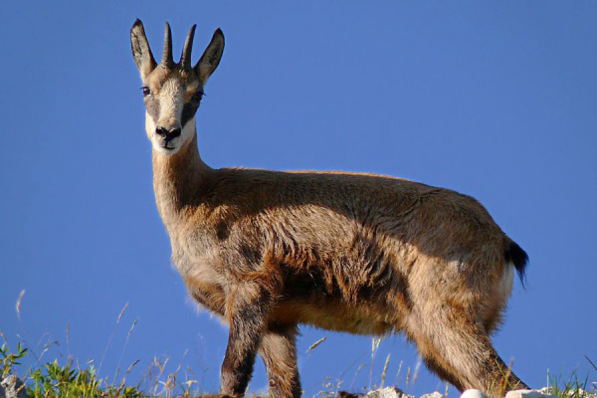 Le champion de nos montagnes, Chamois ! - Bonjour Fun