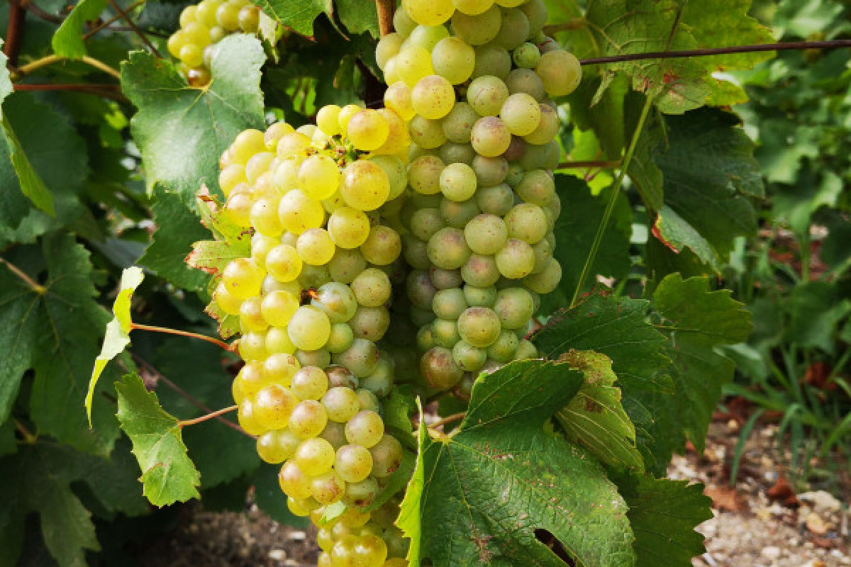 Le Coeur de la Champagne au départ d'Epernay - Bonjour Fun