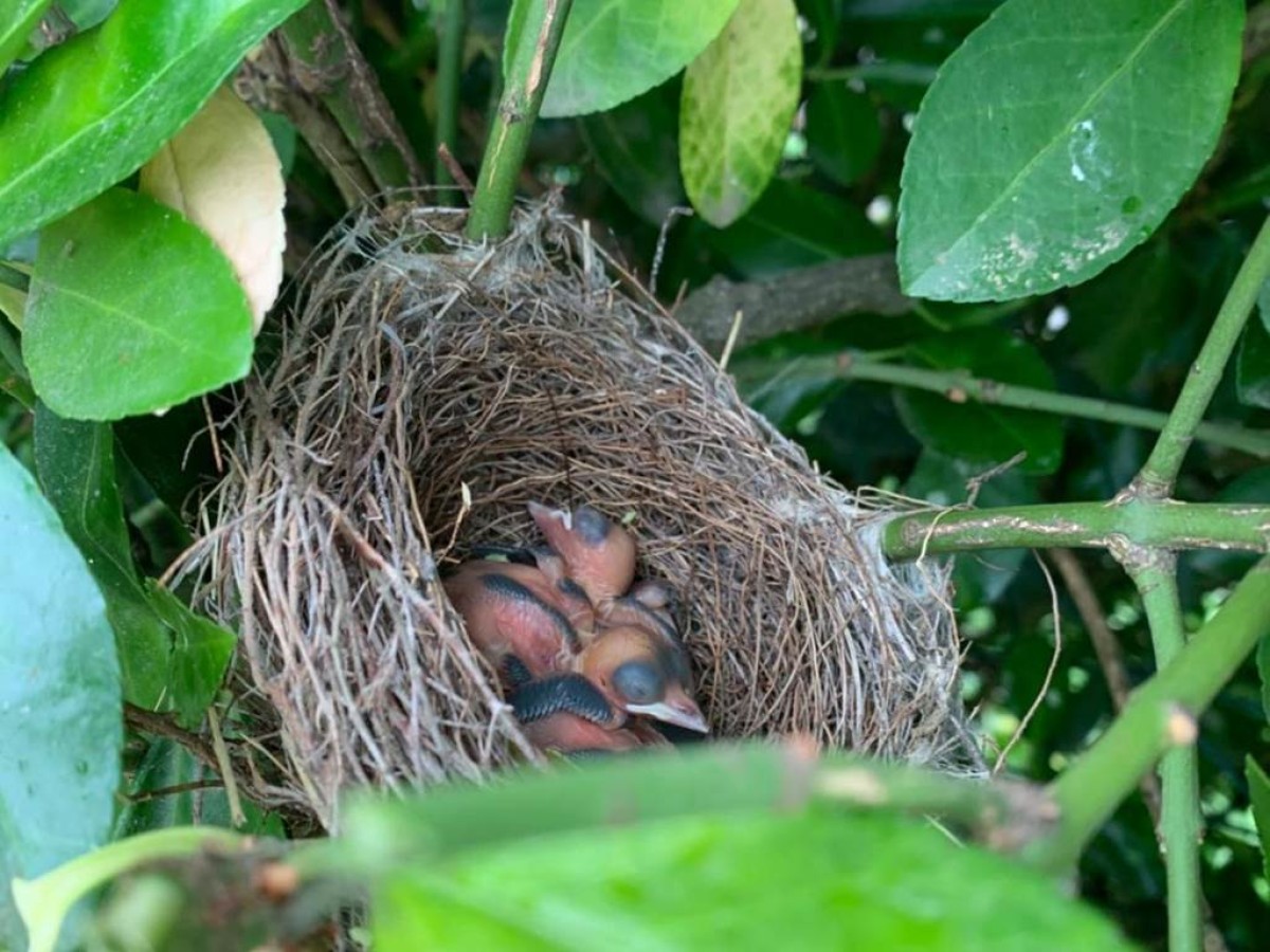 Le Melchior - Bonjour Fun