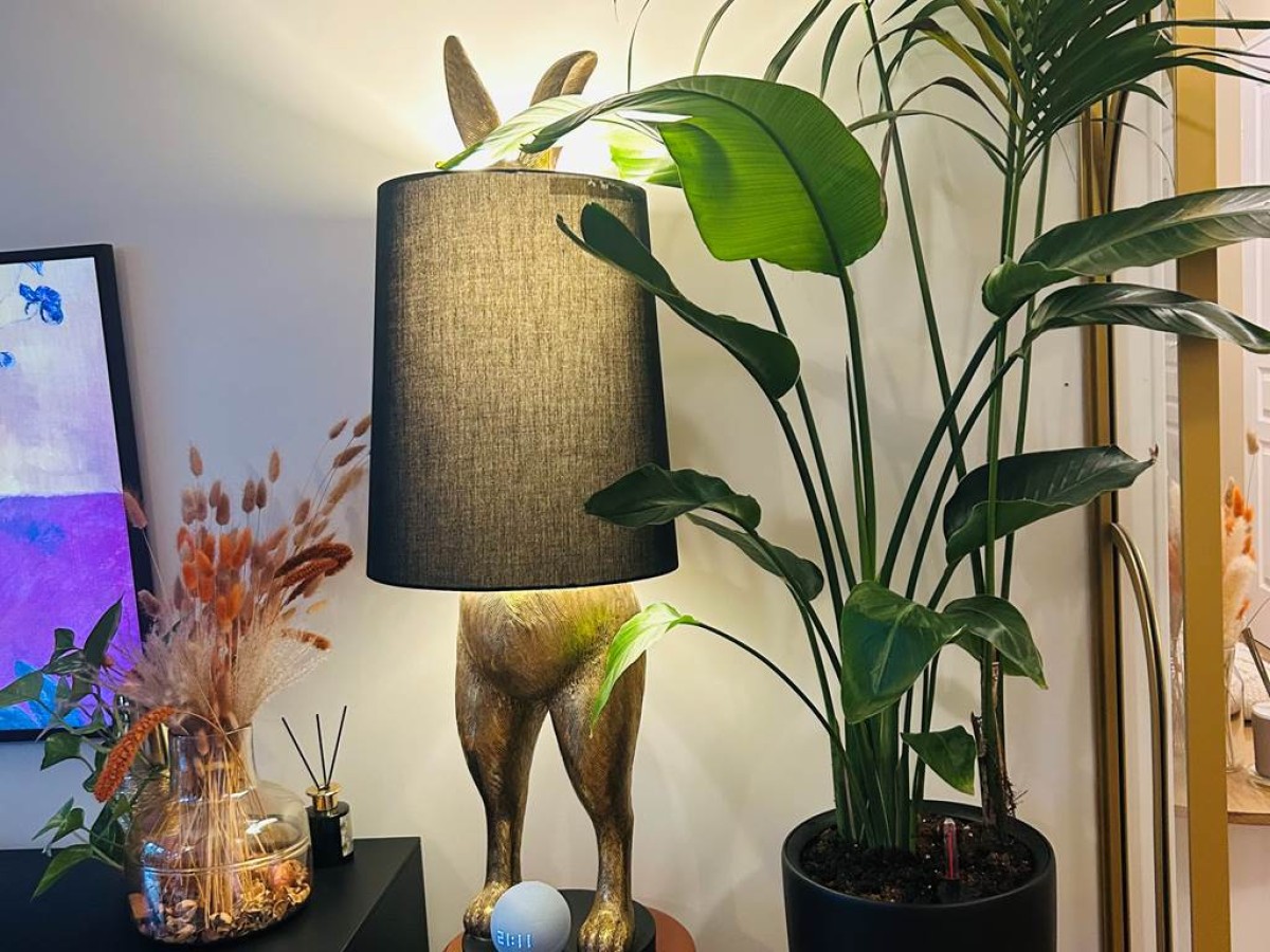 Les Chambres de David - Bonjour Fun