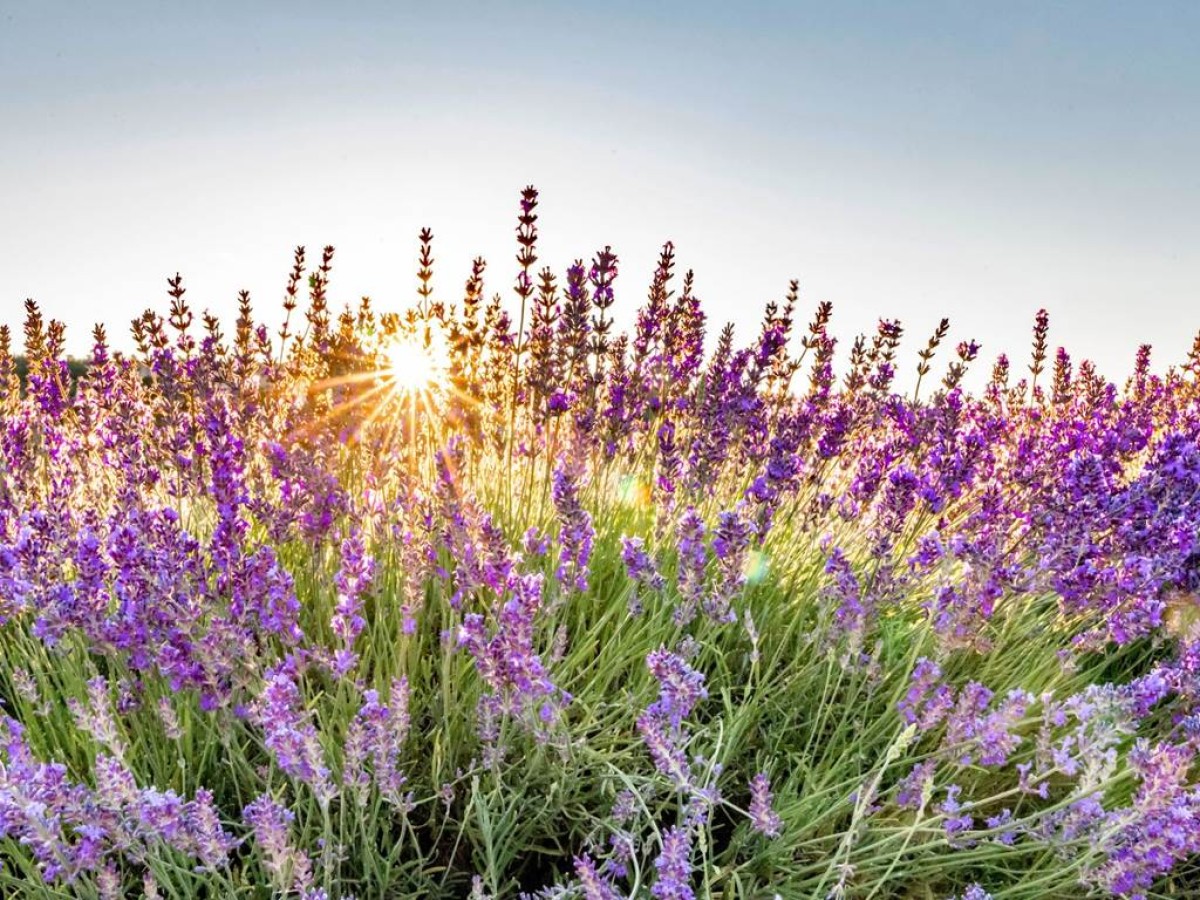 LOCATION 1 SEMAINE - Bonjour Fun