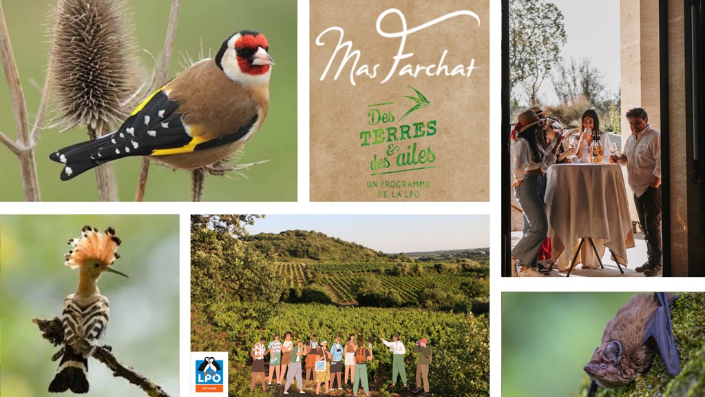 Mas Farchat - Bonjour Fun